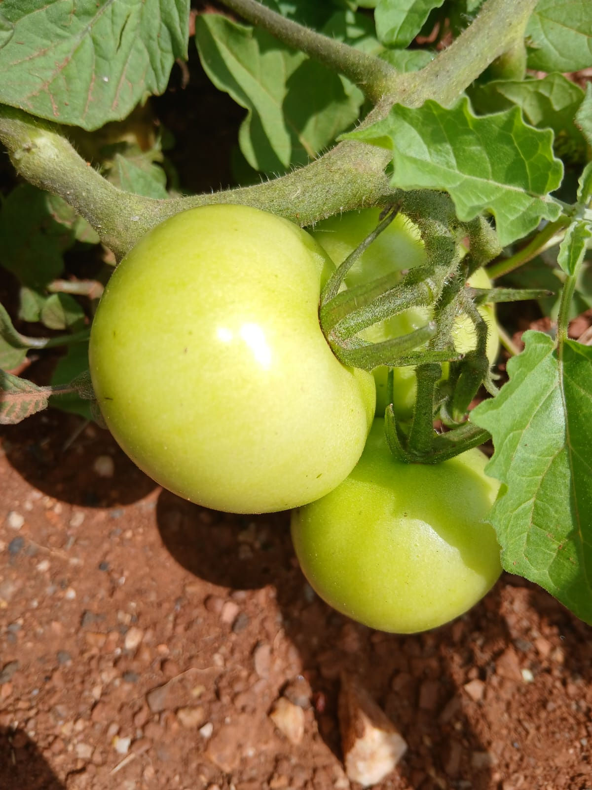 Agriculture 1